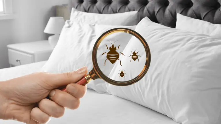 Most People Think Cleaning Solves It, But It’s Actually Making Bed Bugs Worse