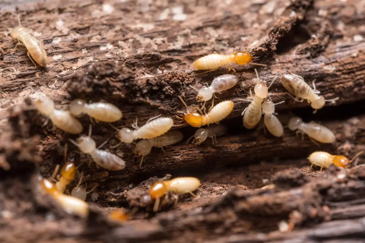 5 Hidden Signs of Wood-Destroying Insects in Oshawa