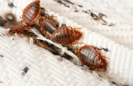 5 Quick Ways for Guaranteed Bed Bug Removal in Pickering