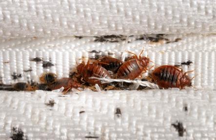 How to Get Rid of Bed Bugs in Your Home Fast