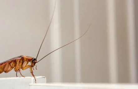 Pest Control Services Myths in Toronto No One Talks About