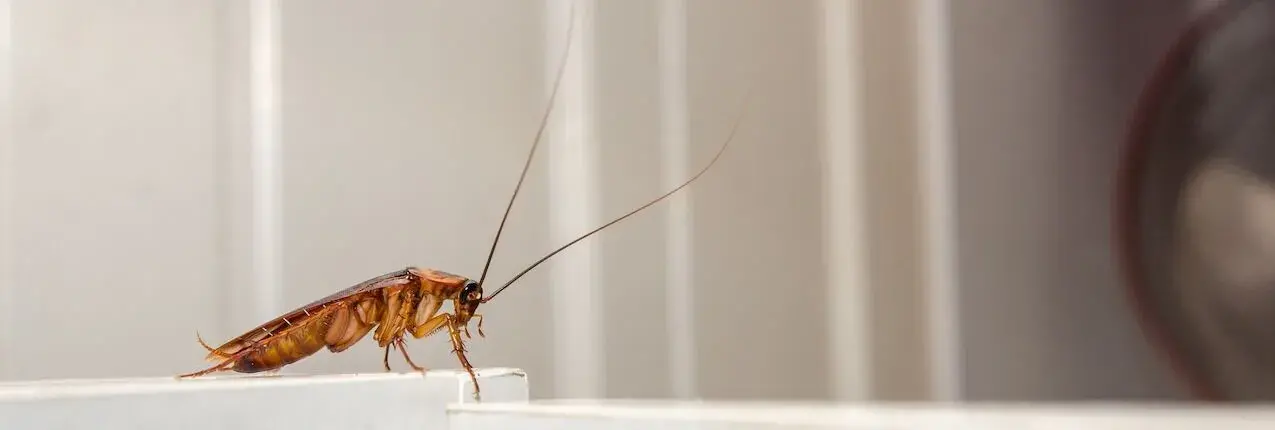 Pest Control Services Myths in Toronto No One Talks About