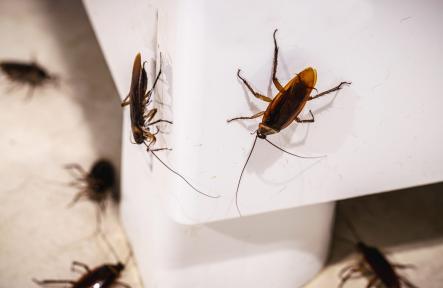 The Hidden Dangers of Ignoring a Pest Infestation