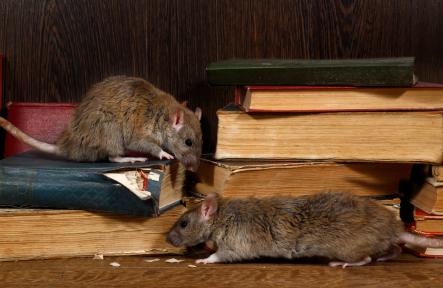 Top 5 Signs You Need Mice Removal in Whitby Now