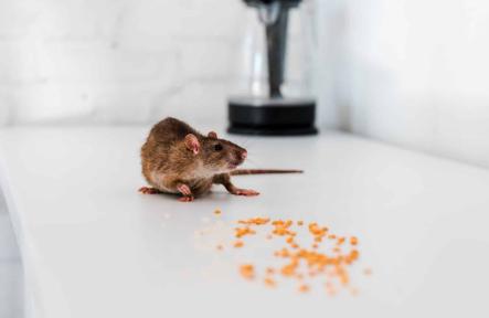 Ultimate Guide About Mice Removal in Oshawa
