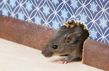 Mice in Your House? Here’s How to Remove Them