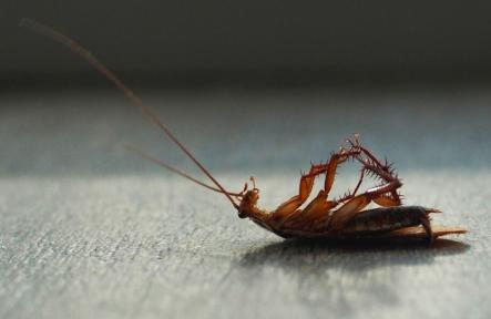 What's the Best Way for Guaranteed Cockroach Removal?