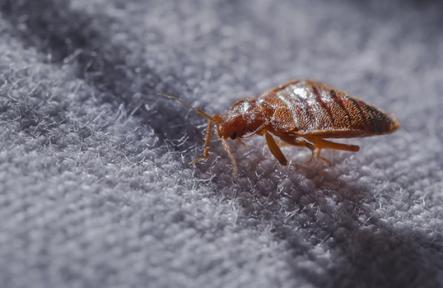 Why Bedbug Removal in Oshawa Matters More Than You Think?