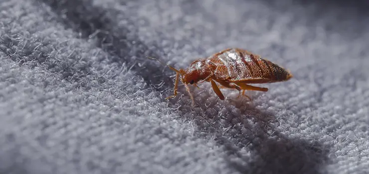 Why Bedbug Removal in Oshawa Matters More Than You Think?