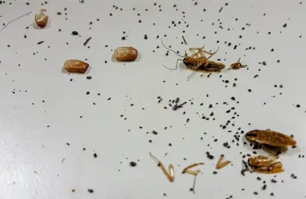 5 Signs of a Cockroach Infestation You Must Know