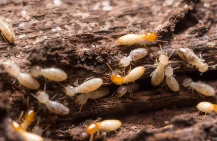 5 Termite Warning Signs Markham Homeowners Miss