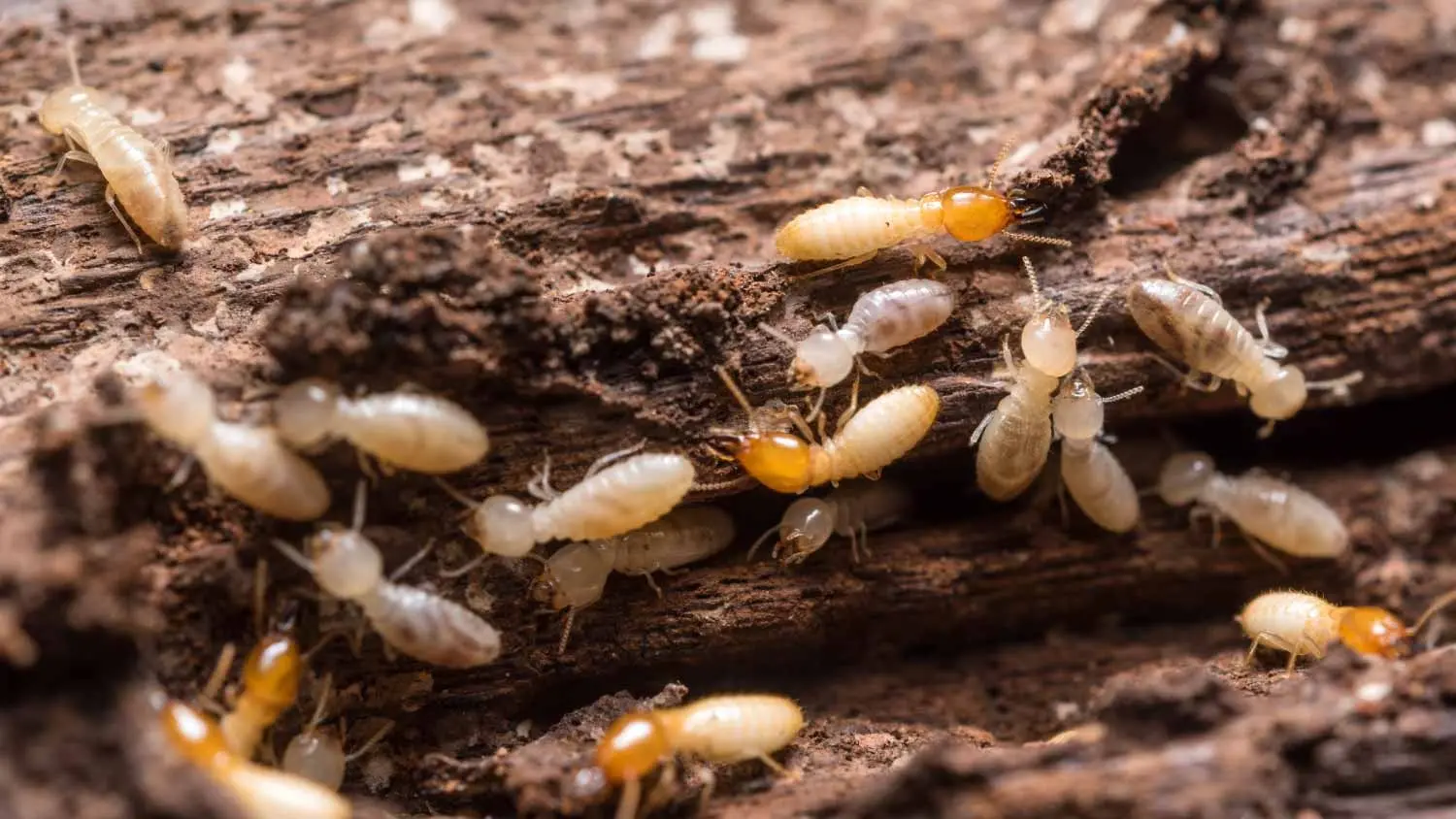 5 Termite Warning Signs Markham Homeowners Miss