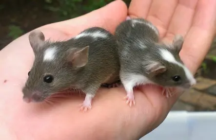 What If Your Guests Greet Mice Before You?