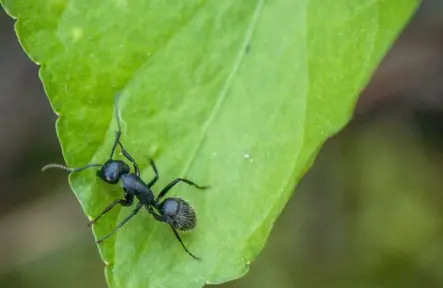 What You Must Do About Ant Problems in Oshawa Now?