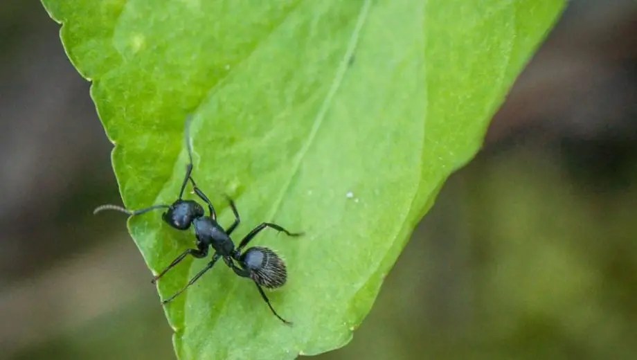 What You Must Do About Ant Problems in Oshawa Now?